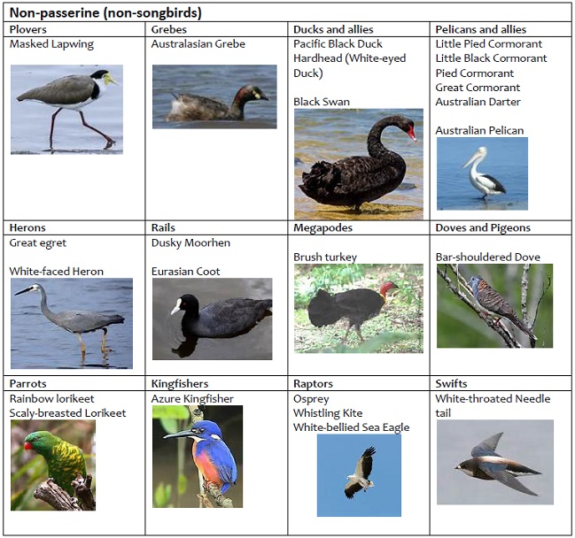 Birds of the Noosa Everglades and Upper Noosa River