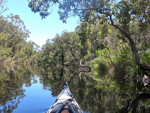 How Do You Get to the Noosa Everglades?