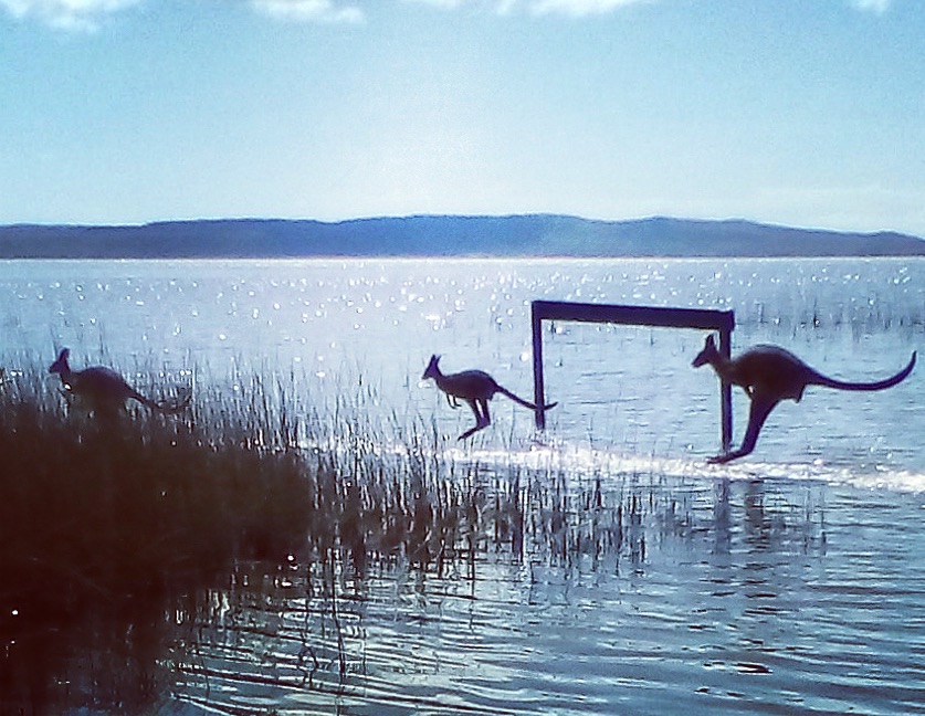 Eco Tourism in the Noosa Everglades