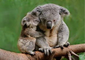 carbon offset for koalas