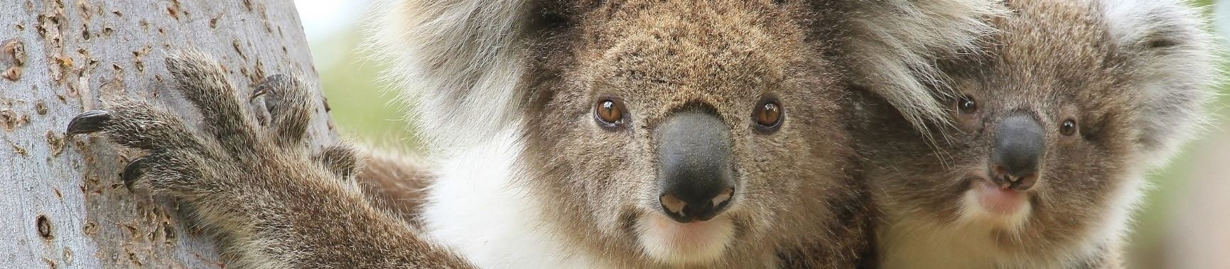 queensland koalas
