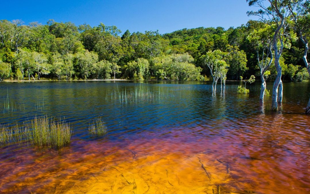 Save Cooloola in the Noosa Everglades