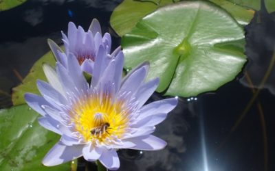 Spring Wildflowers Bloom in the Noosa Everglades