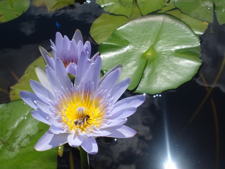 Spring Wildflowers Bloom in the Noosa Everglades