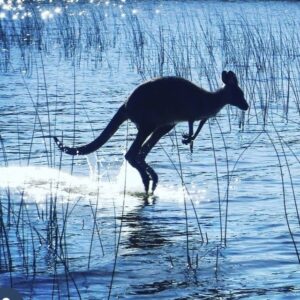 Kangaroo noosa everglades